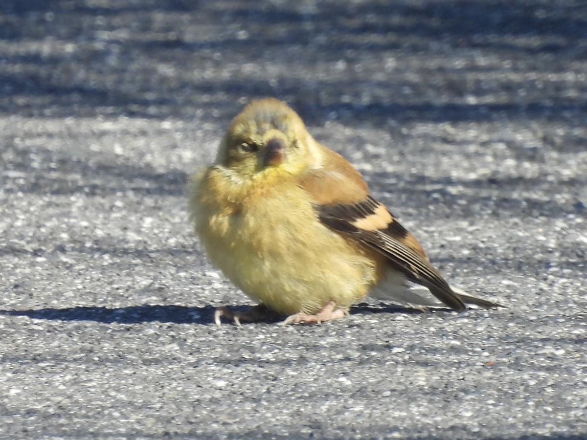 American Goldfinch - ML642786011