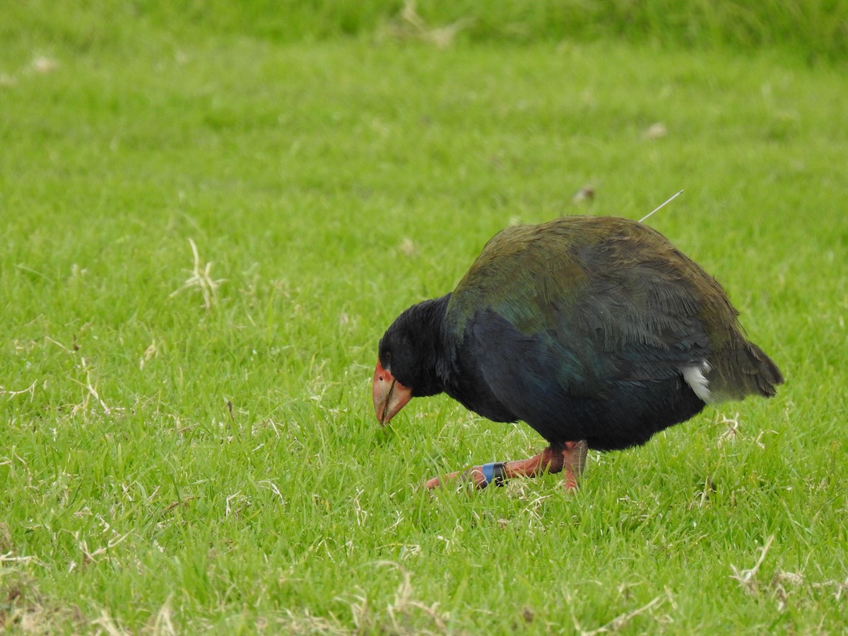 South Island Takahe - ML642786021