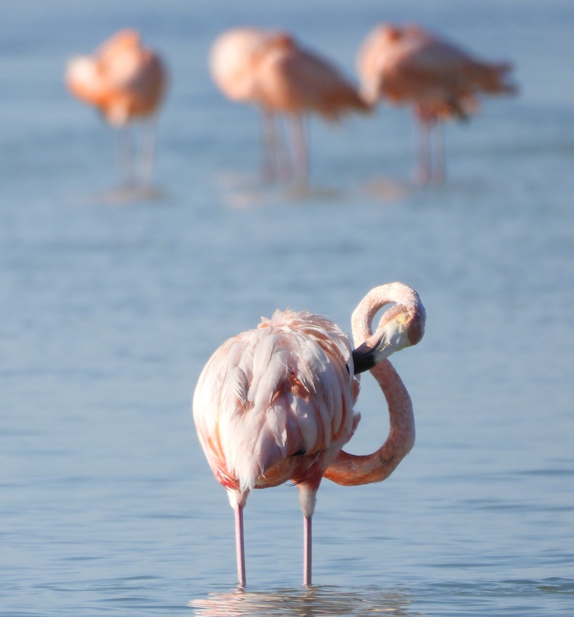 American Flamingo - ML642786023