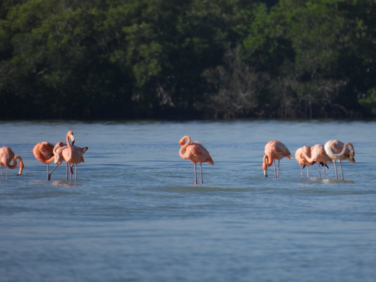 American Flamingo - ML642786024