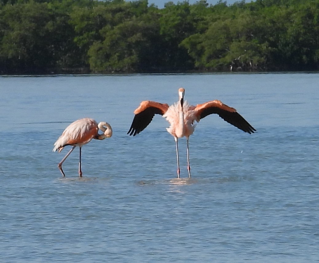 American Flamingo - ML642786026