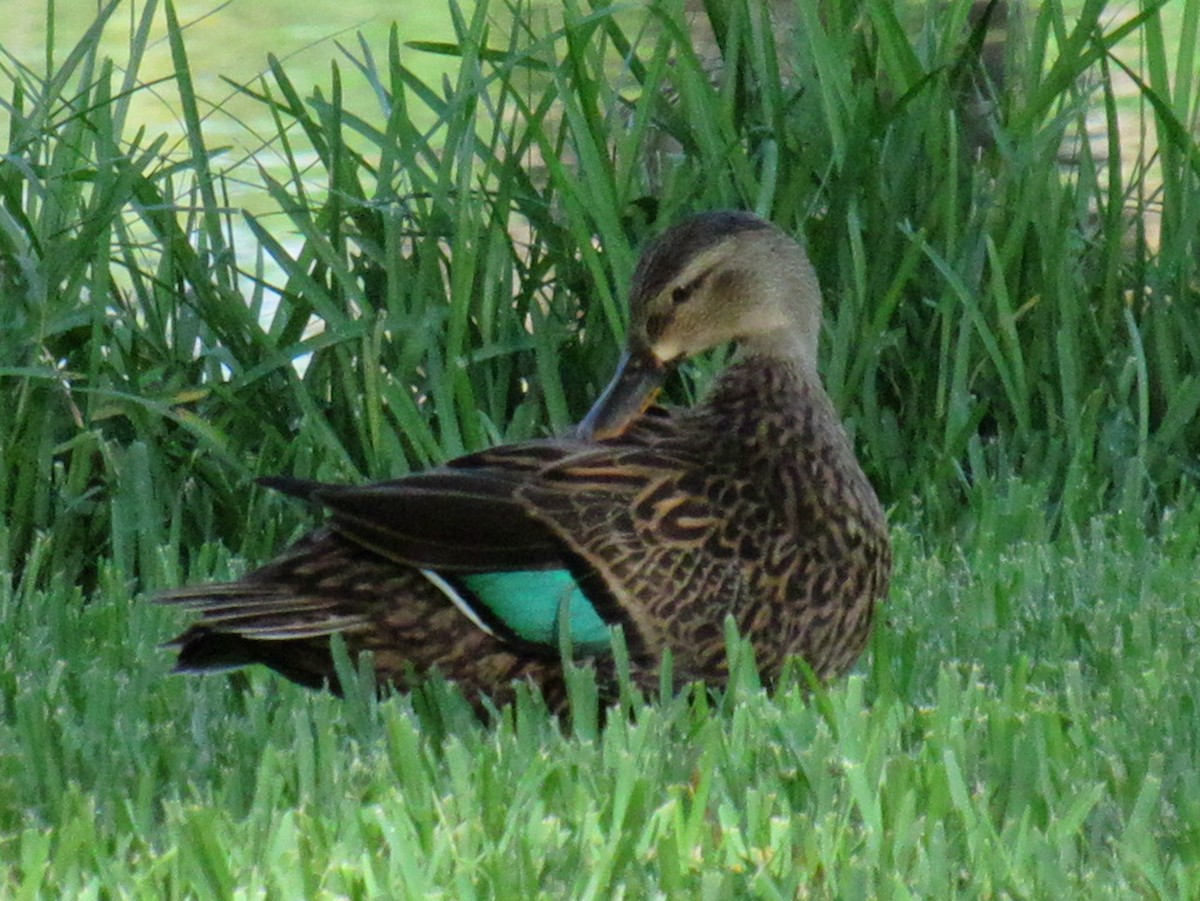 Mottled Duck - ML642786049