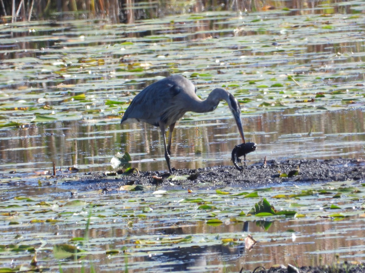 Great Blue Heron - ML642786068