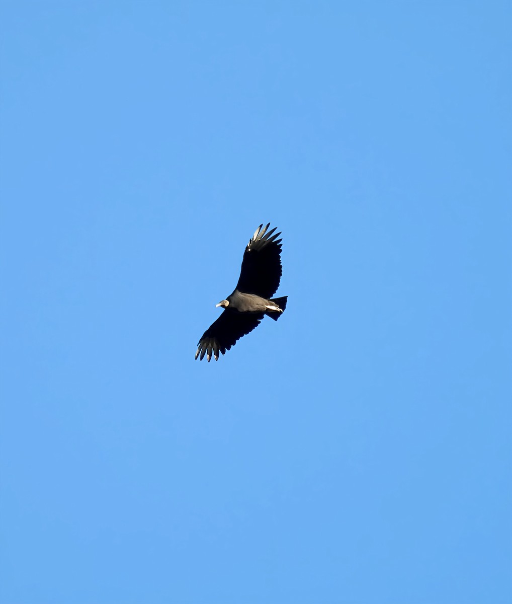 Black Vulture - ML642786084