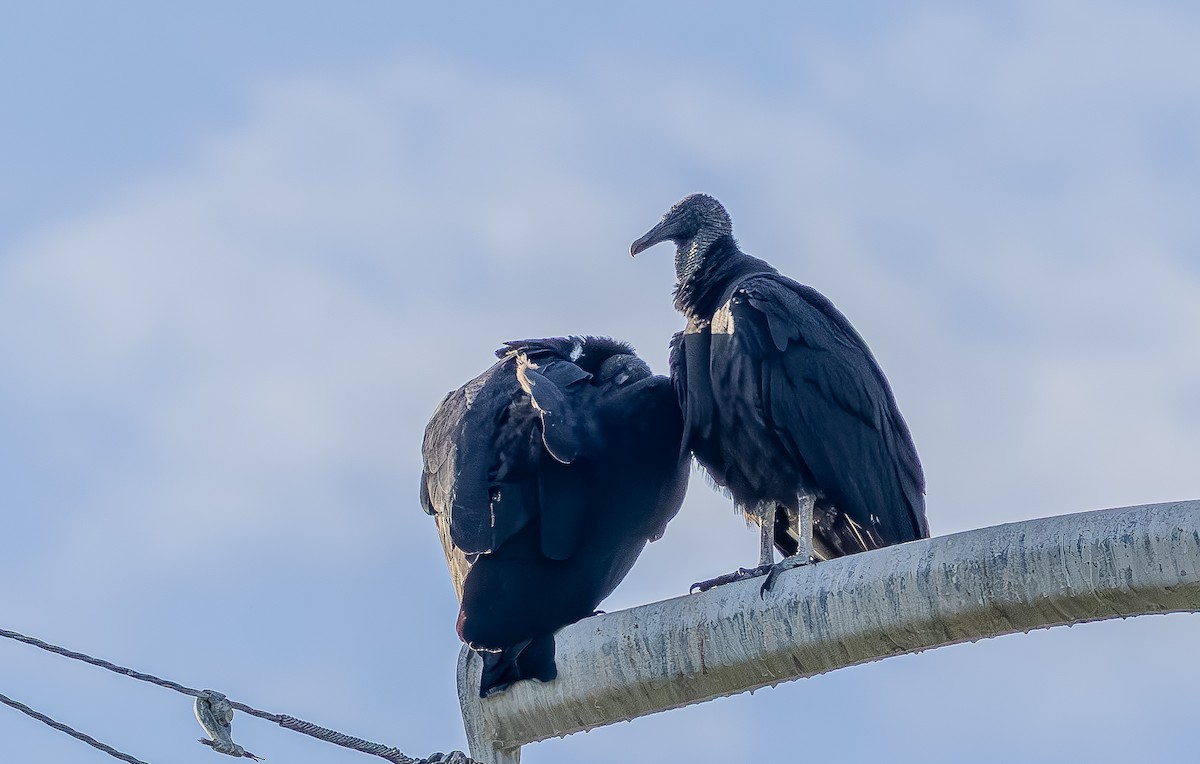 Black Vulture - ML642786097