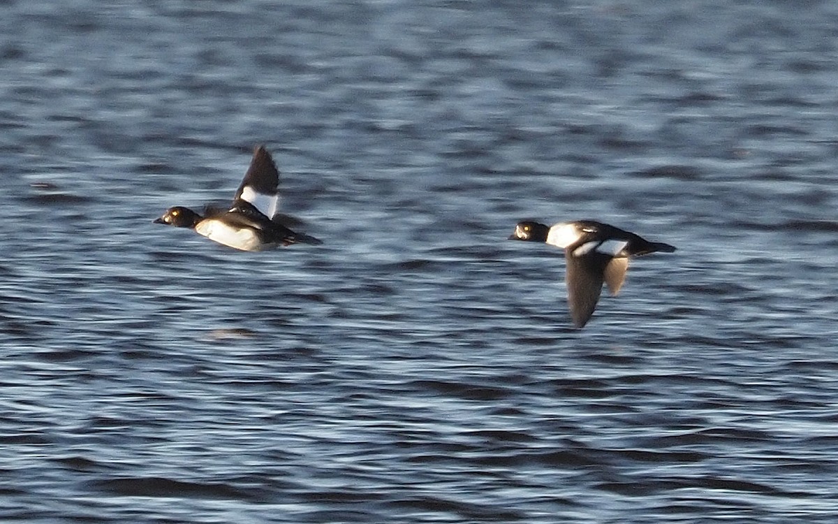 Barrow's Goldeneye - ML642786098