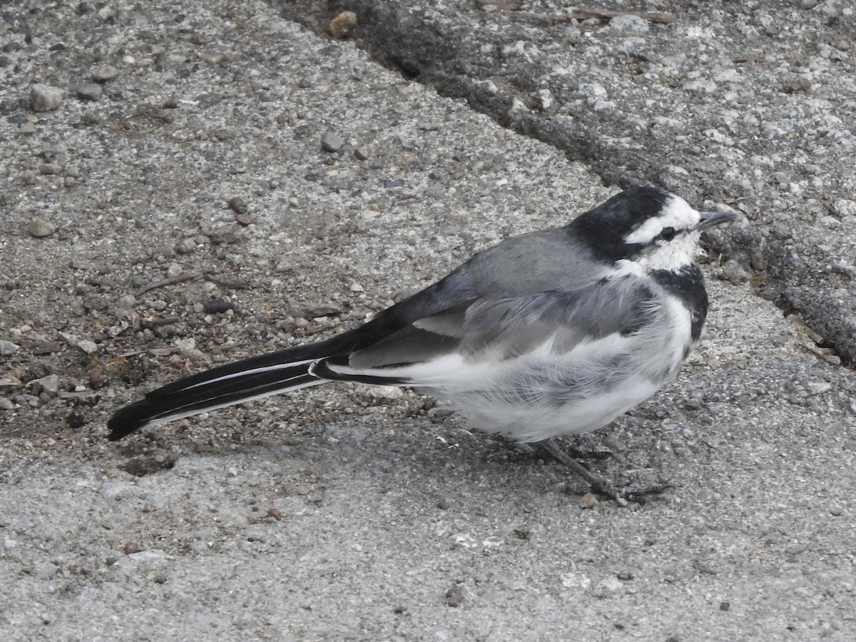 White Wagtail - ML642786109