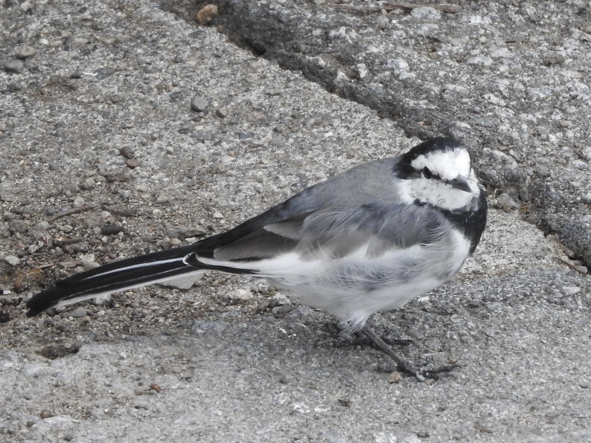White Wagtail - ML642786110