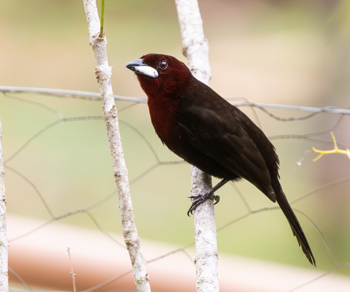 Silver-beaked Tanager - ML642786115