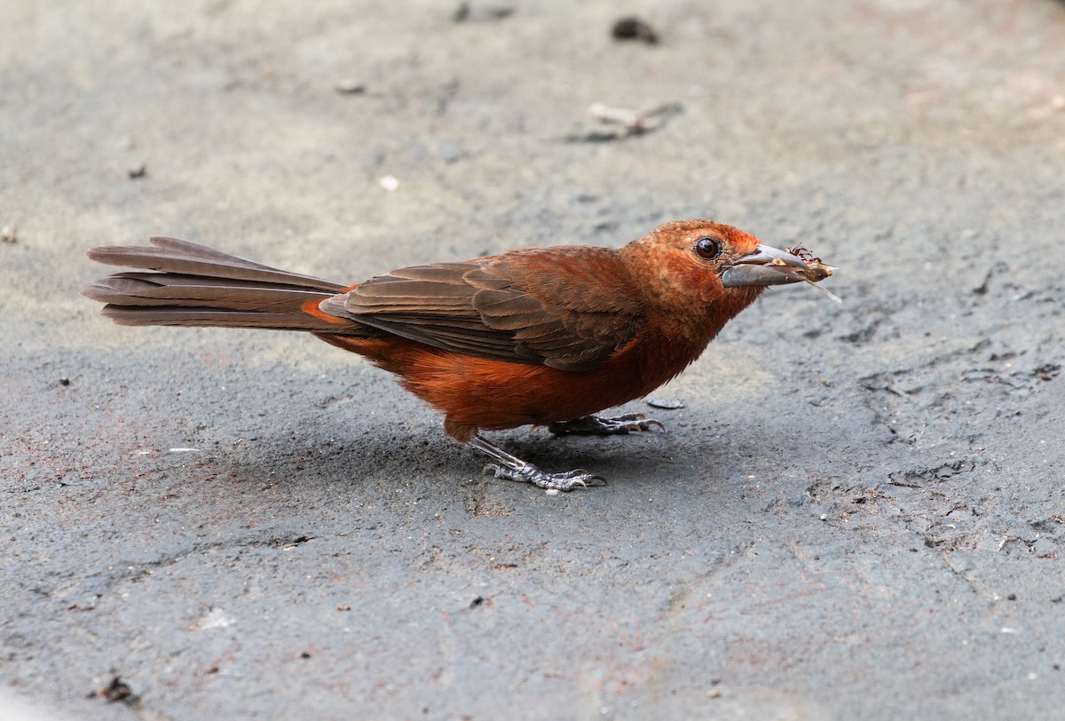 Silver-beaked Tanager - ML642786117