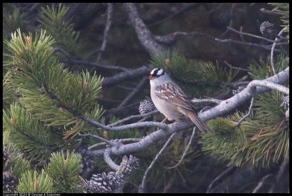 White-crowned Sparrow - ML642786118