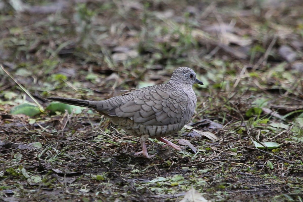 Inca Dove - ML642786120
