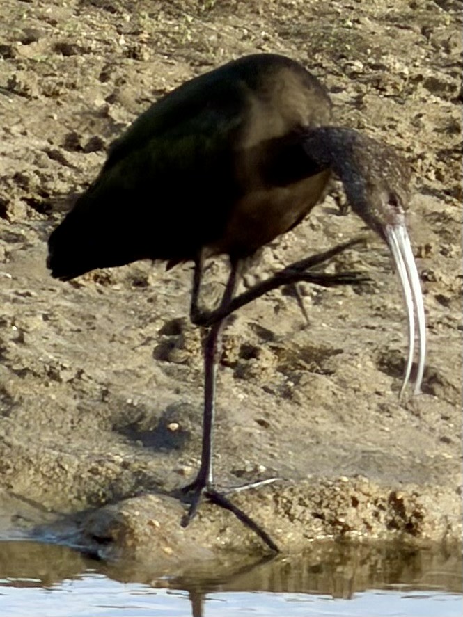 White-faced Ibis - ML642786150