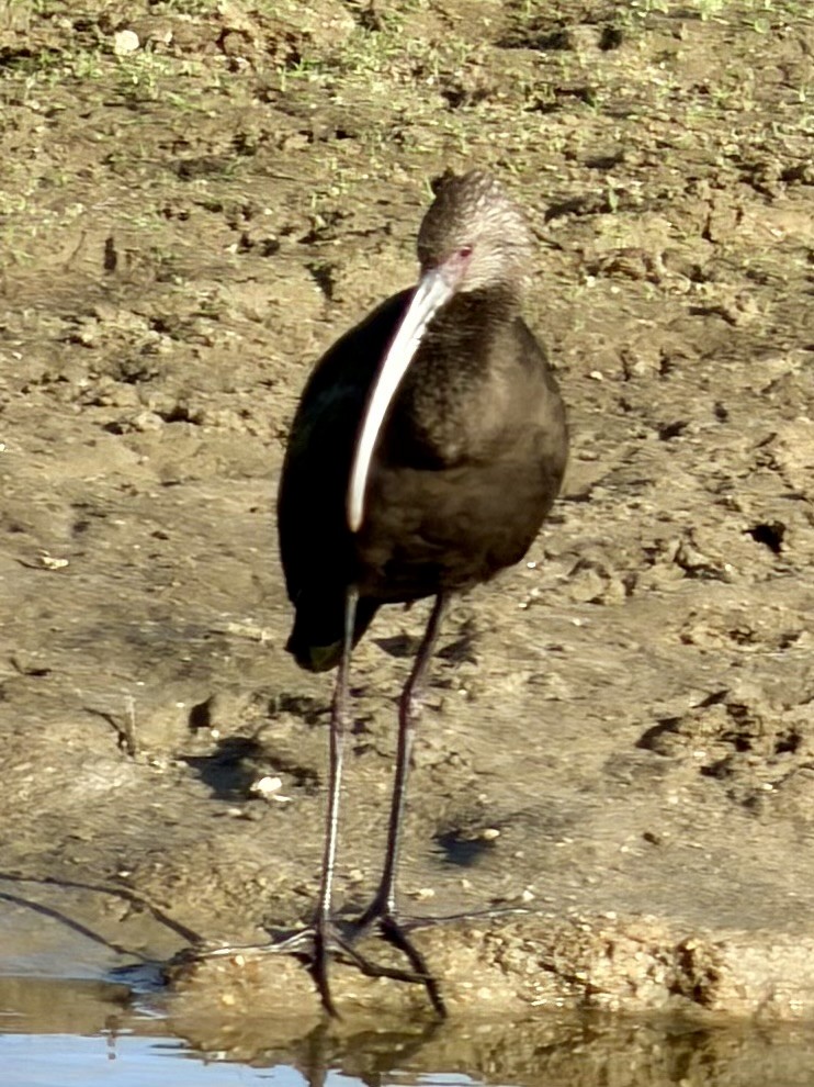 White-faced Ibis - ML642786151