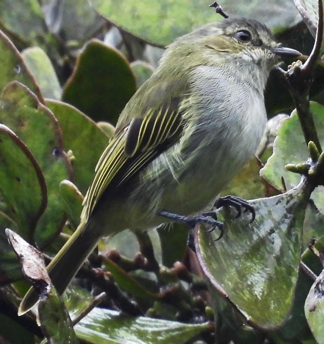 Mistletoe Tyrannulet - ML642786163