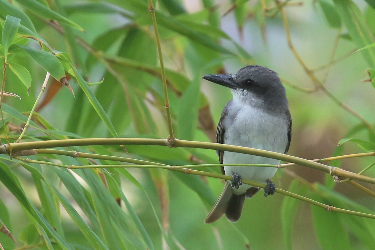 Gray Kingbird - ML642786165
