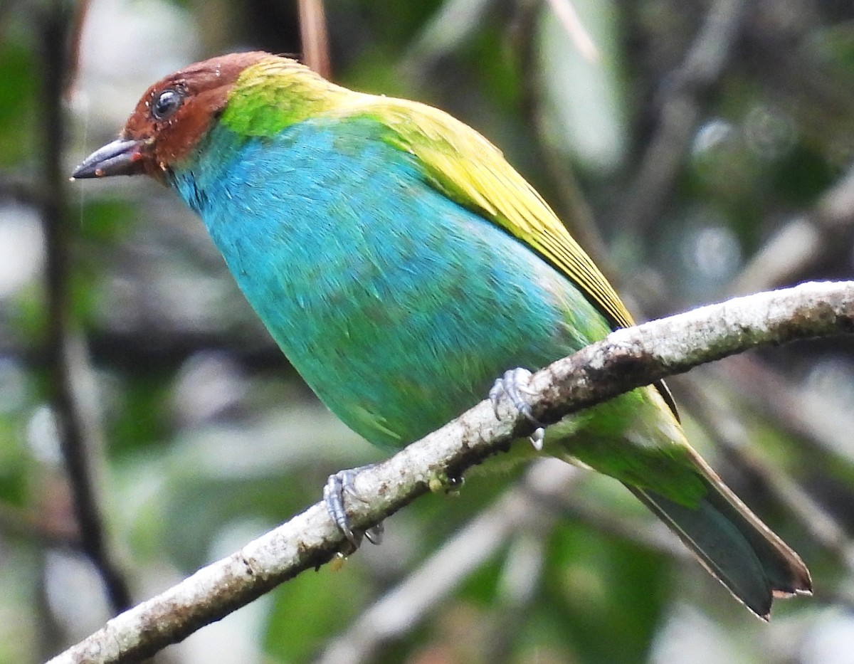 Bay-headed Tanager - ML642786187