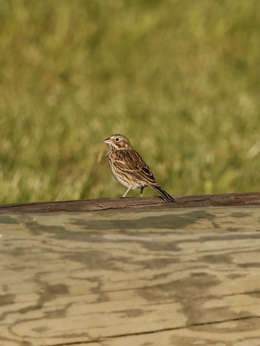 Vesper Sparrow - ML642786189