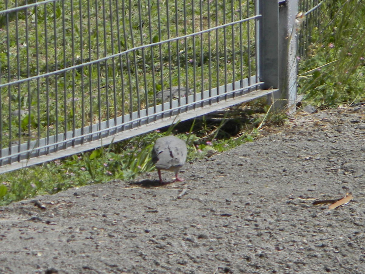 Eared Dove - ML642786195