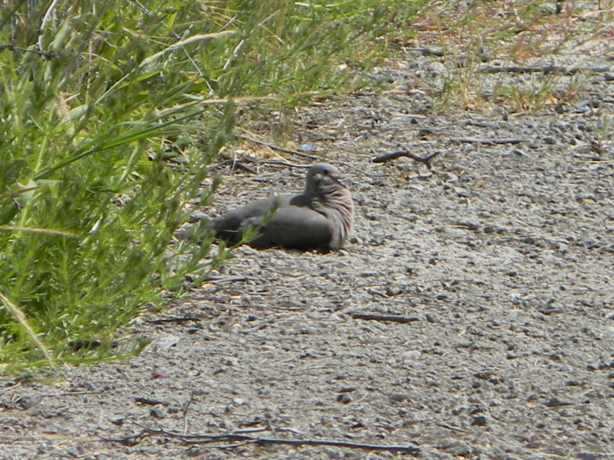 Eared Dove - ML642786196
