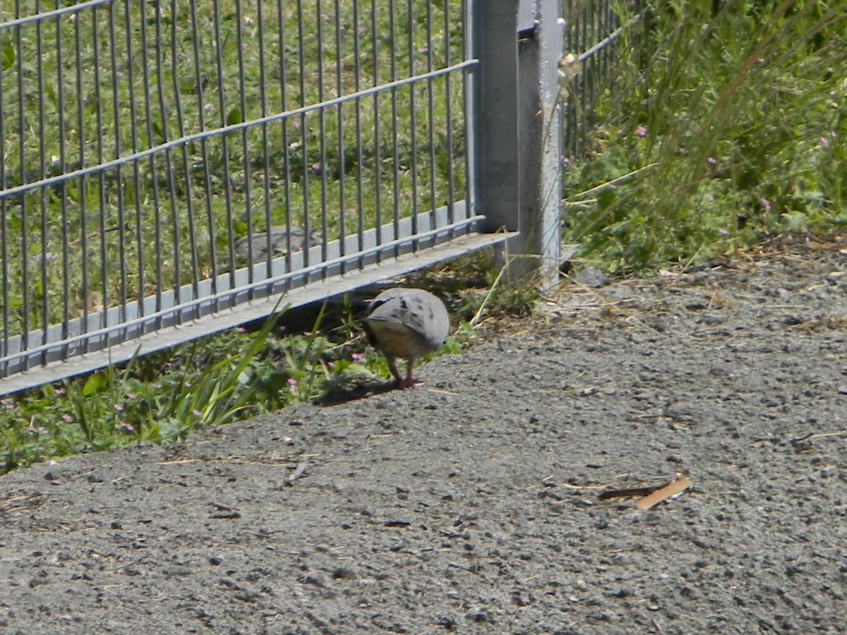 Eared Dove - ML642786198