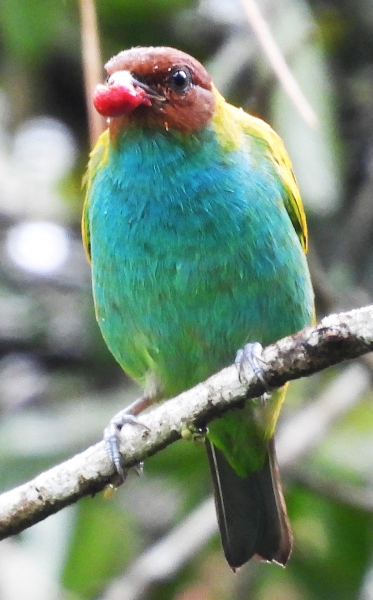Bay-headed Tanager - ML642786200