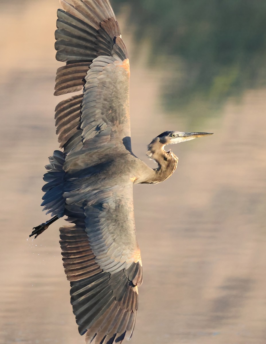 Great Blue Heron - ML642786208