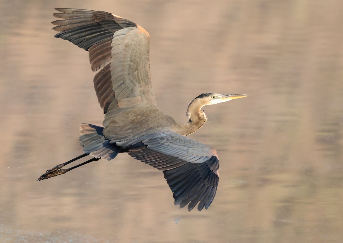 Great Blue Heron - ML642786209