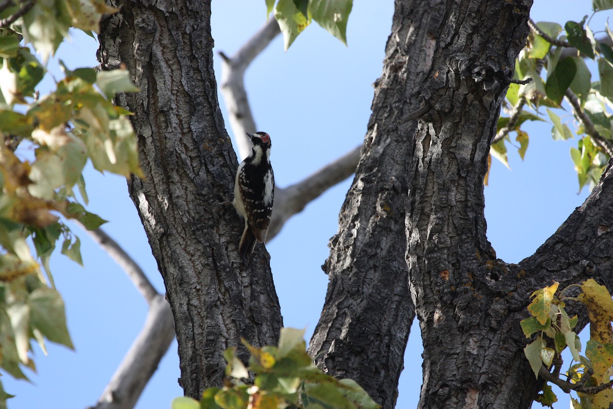 Hairy Woodpecker - ML642786211