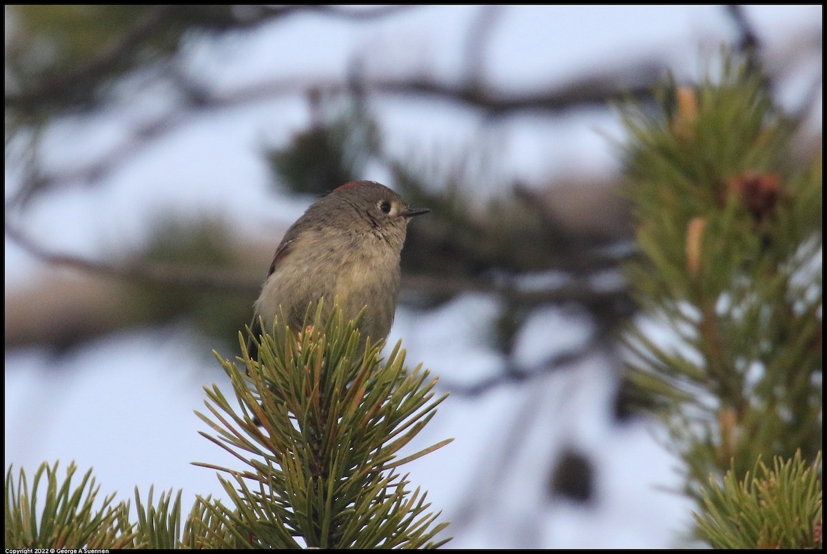 Ruby-crowned Kinglet - ML642786212