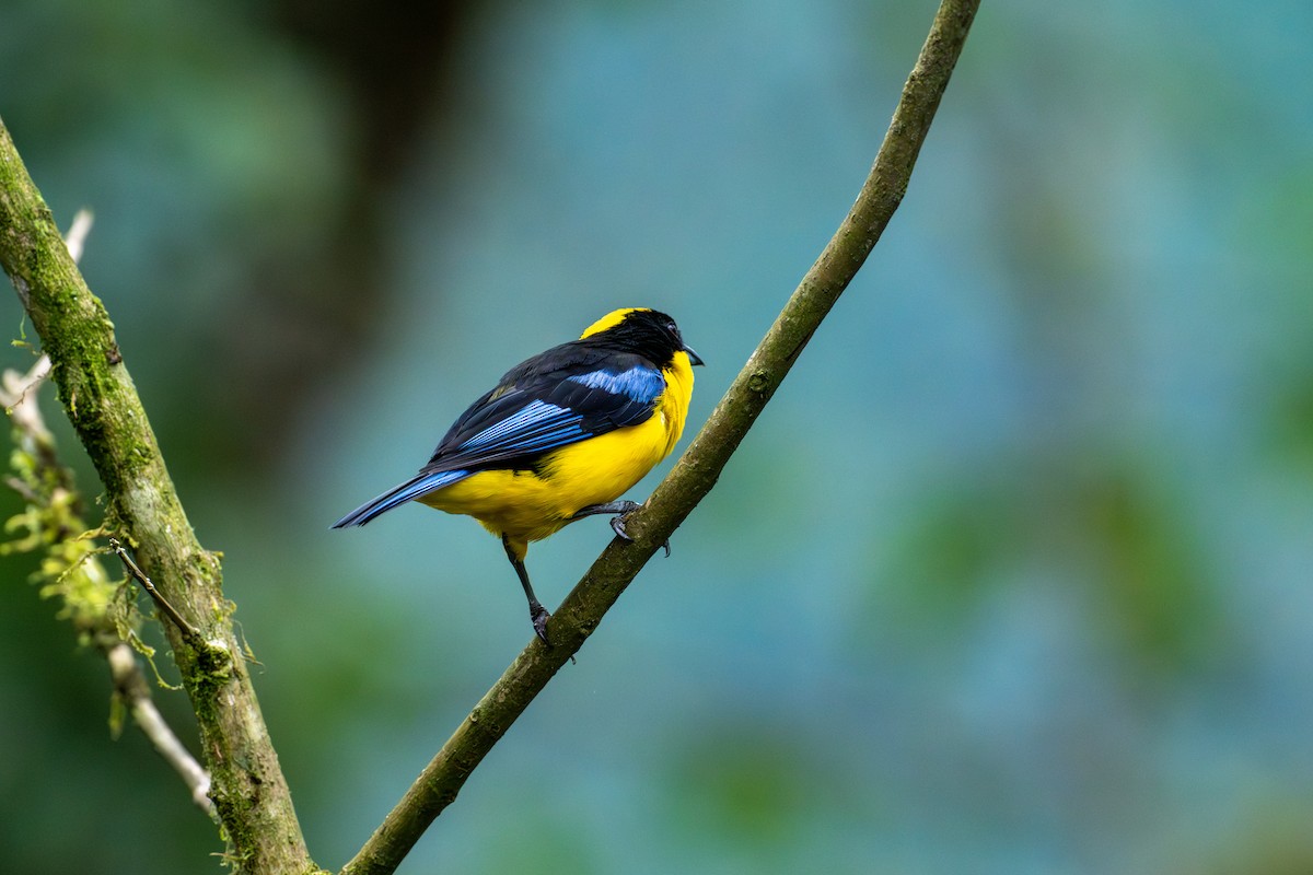 Blauflügel-Bergtangare - ML642786228
