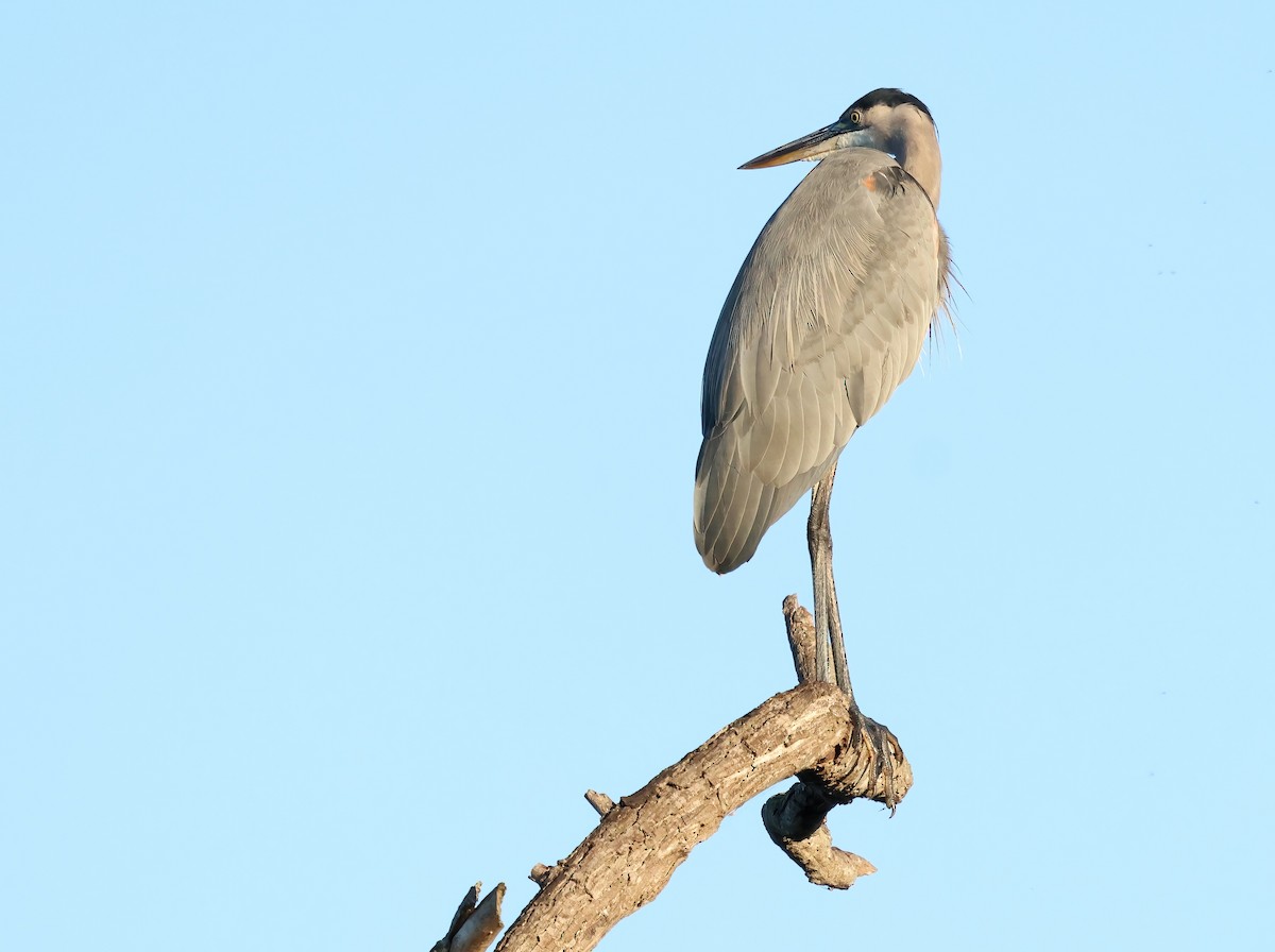 Great Blue Heron - ML642786229