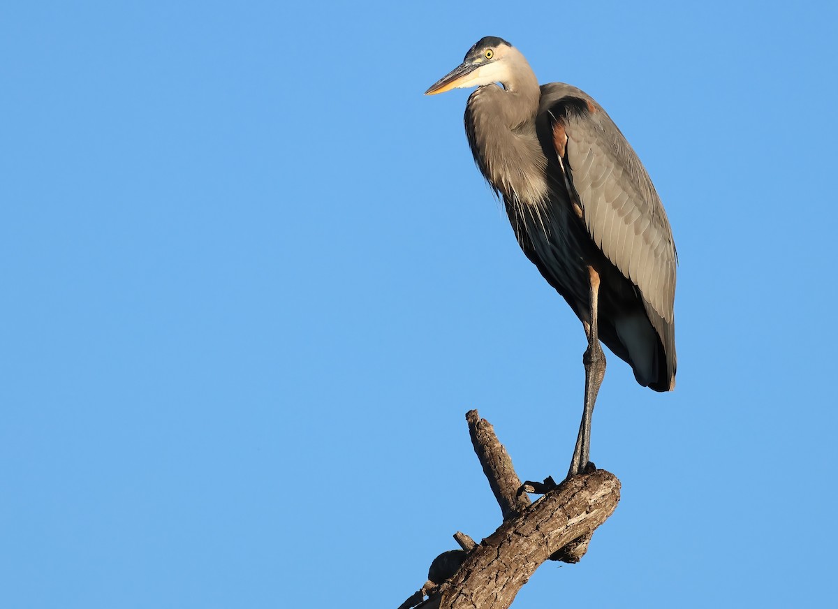 Great Blue Heron - ML642786231