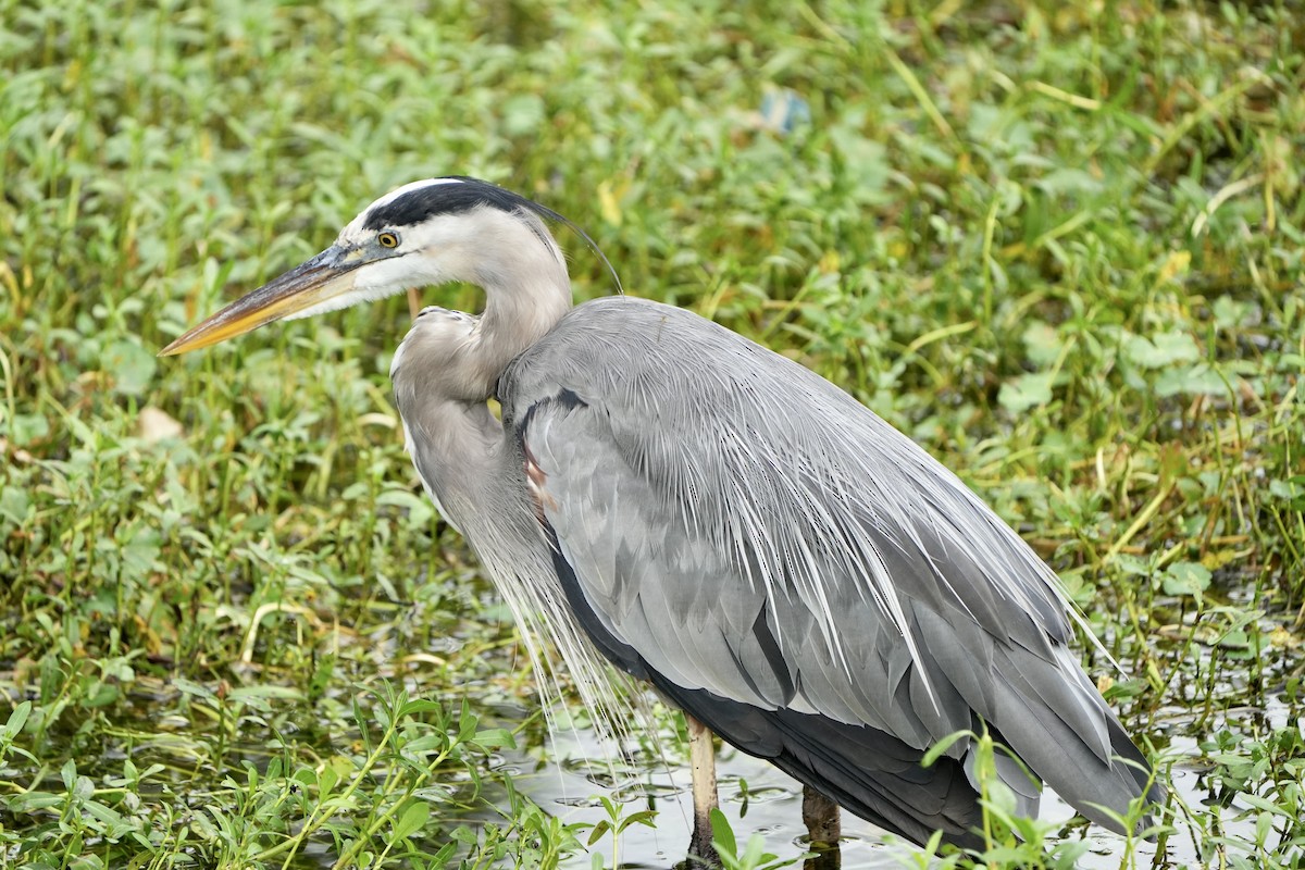 Great Blue Heron - ML642786232