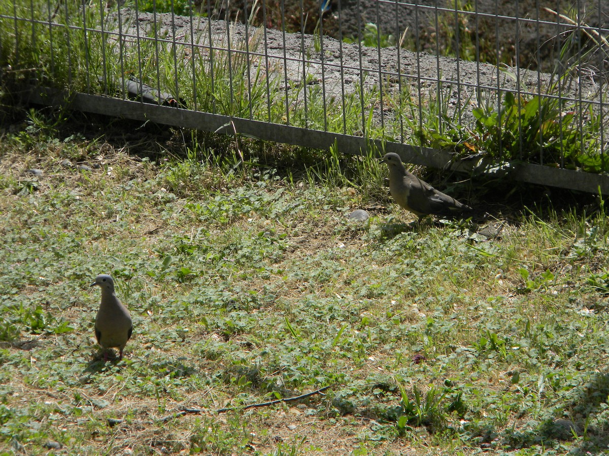 Eared Dove - ML642786238