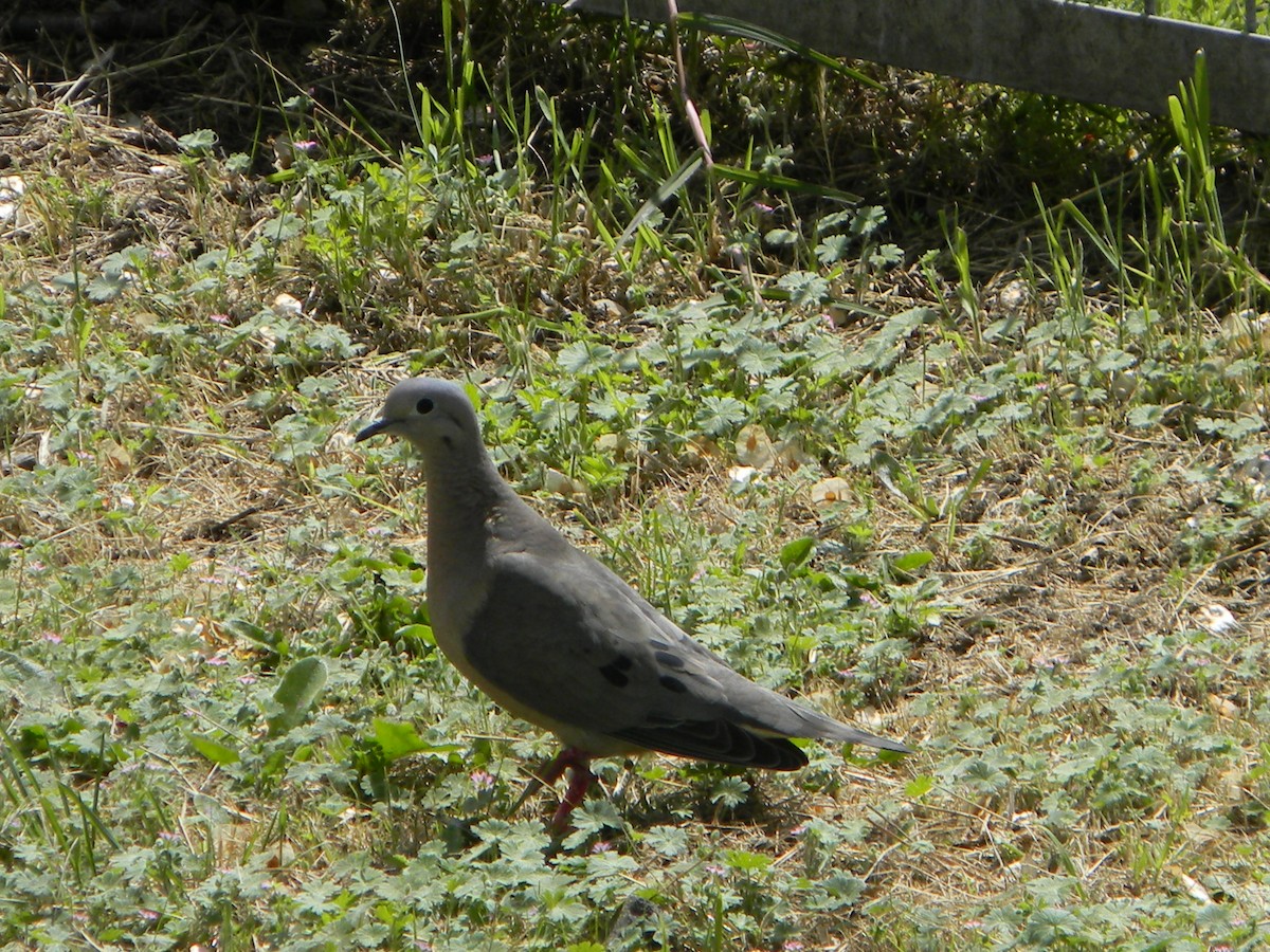 Eared Dove - ML642786239