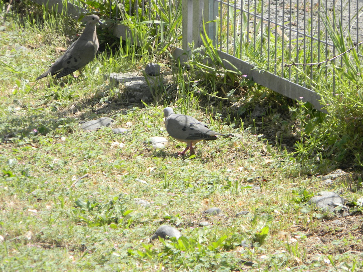 Eared Dove - ML642786240