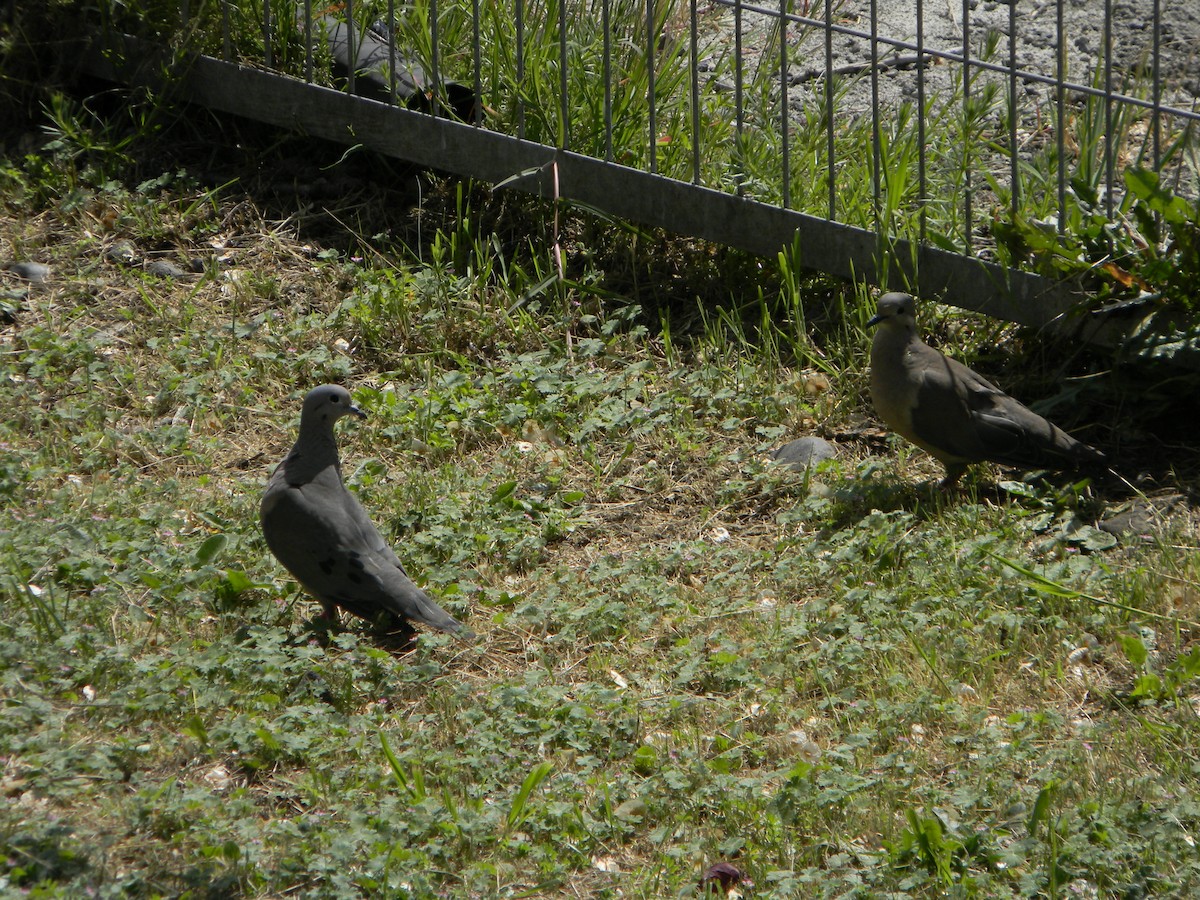 Eared Dove - ML642786241