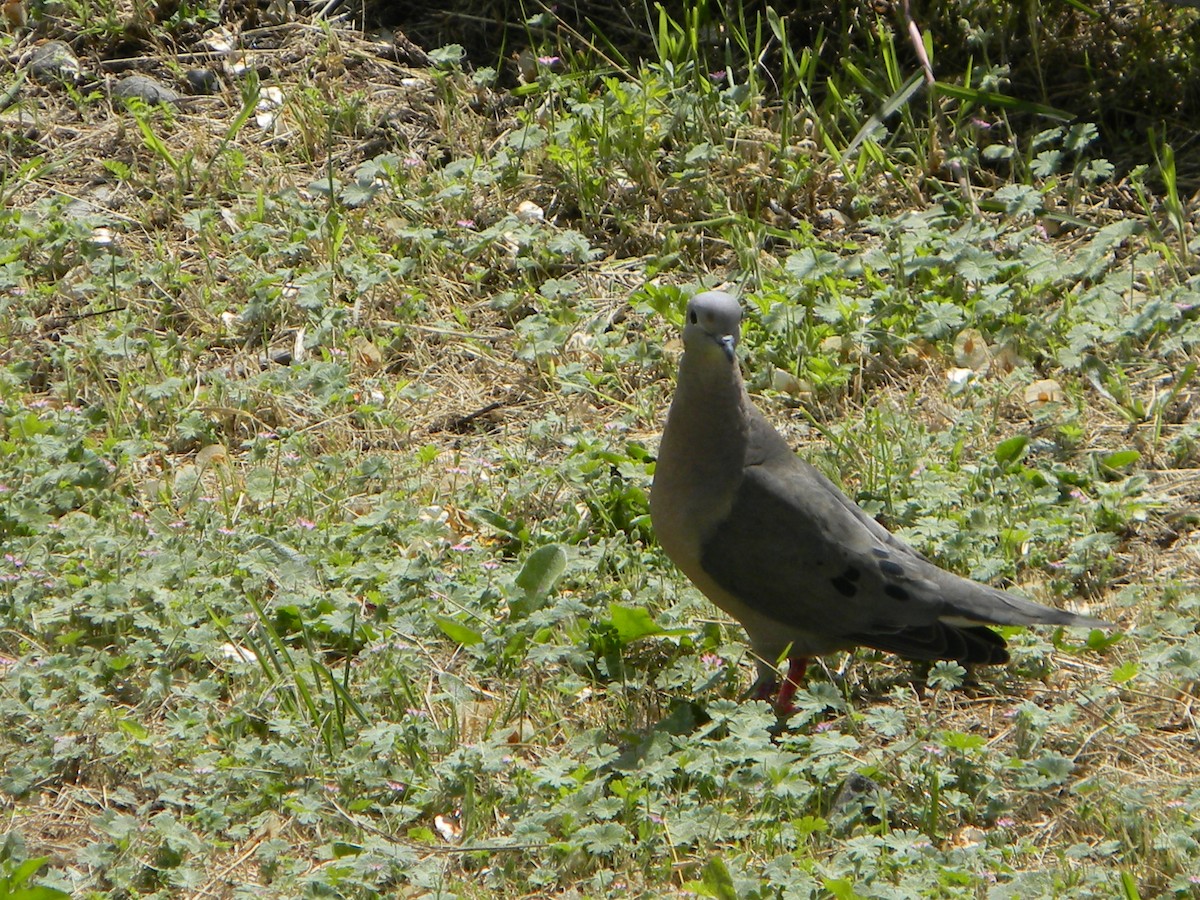 Eared Dove - ML642786243