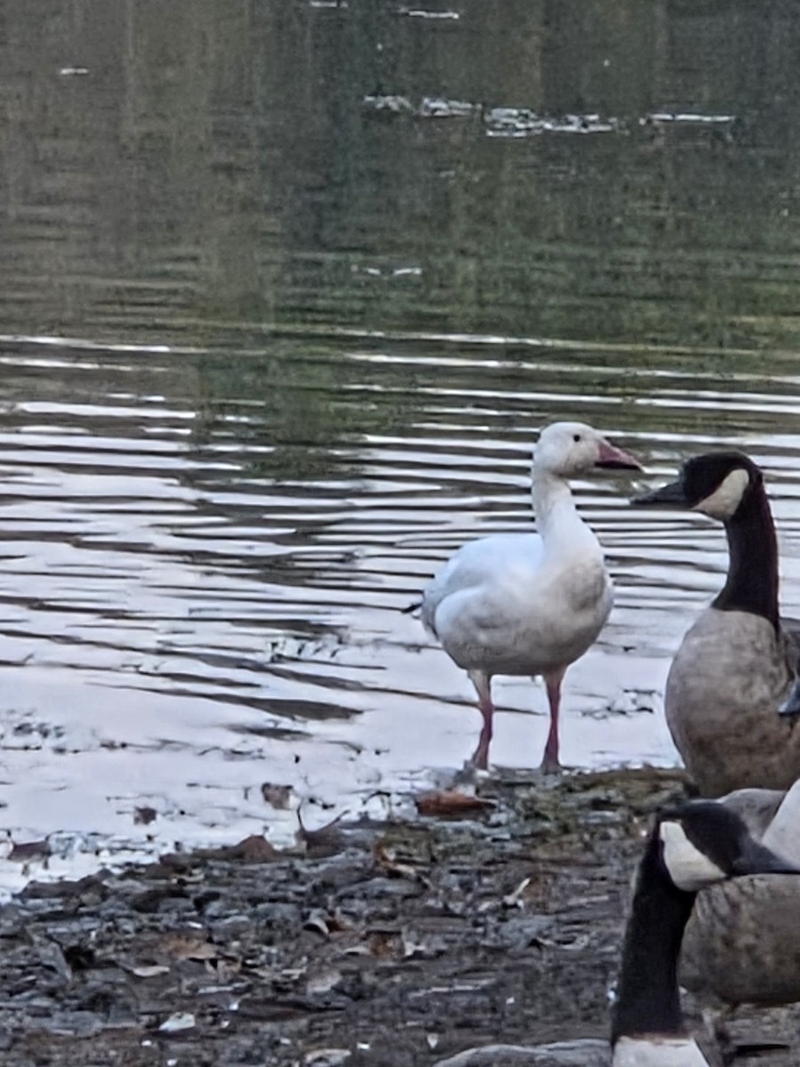 Snow Goose - ML642786250