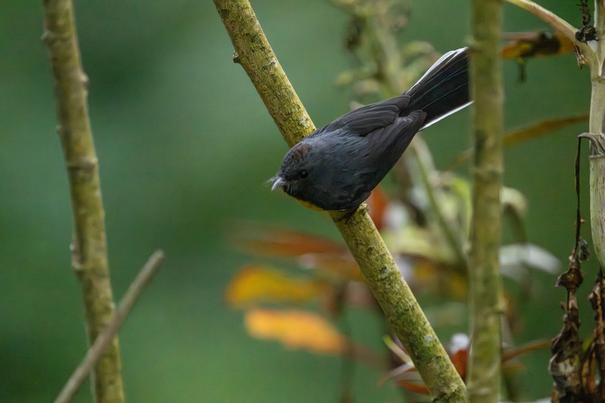 Larvenwaldsänger - ML642786257