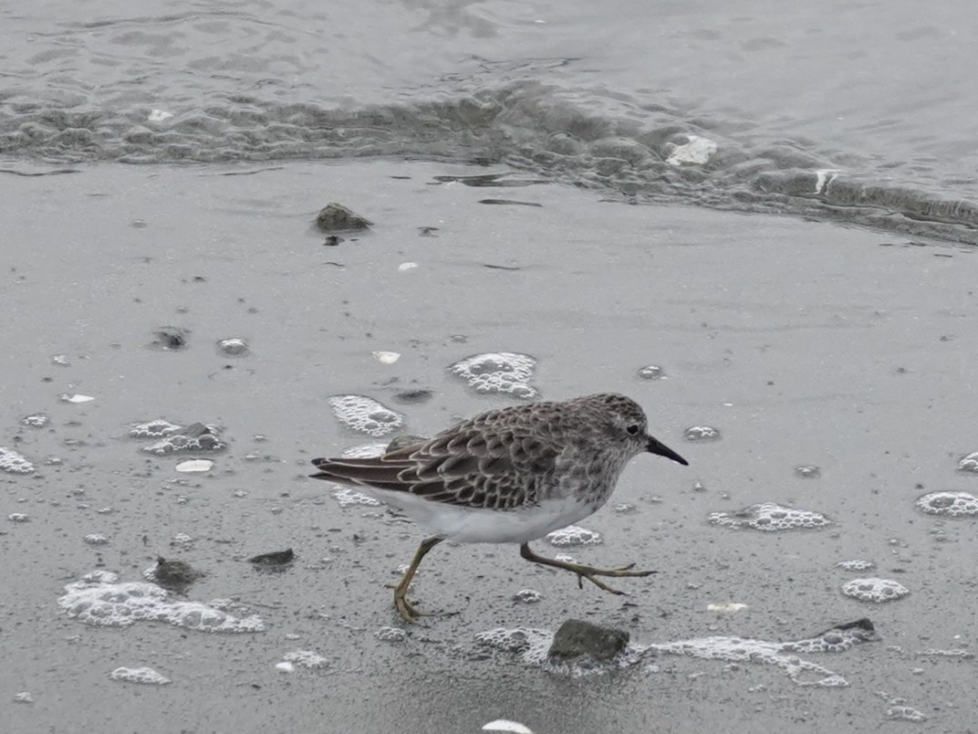Least Sandpiper - ML642786264