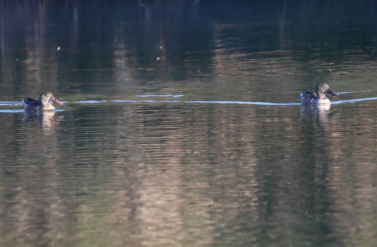Northern Shoveler - Sally Veach