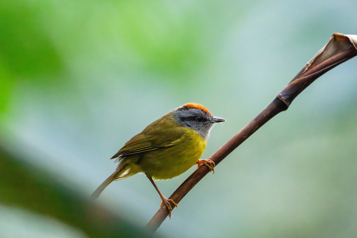 Russet-crowned Warbler - ML642786267
