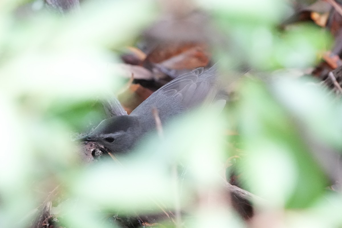 Gray Catbird - ML642786269