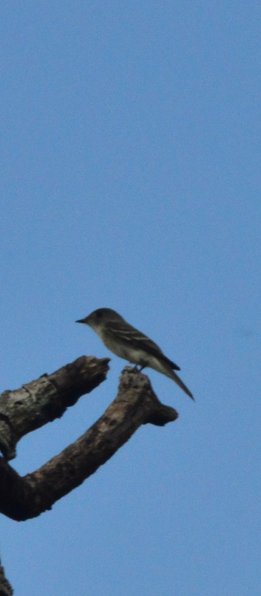 Western/Eastern Wood-Pewee - ML642786276