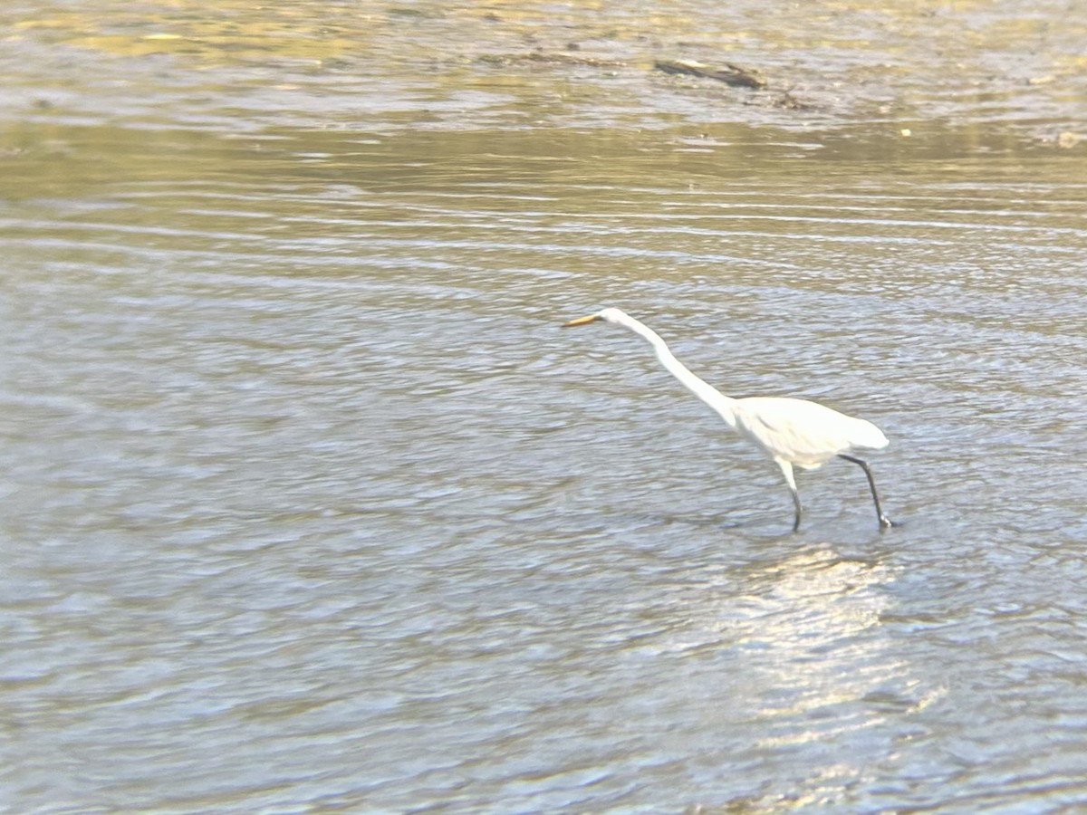 Great Egret - ML642786278