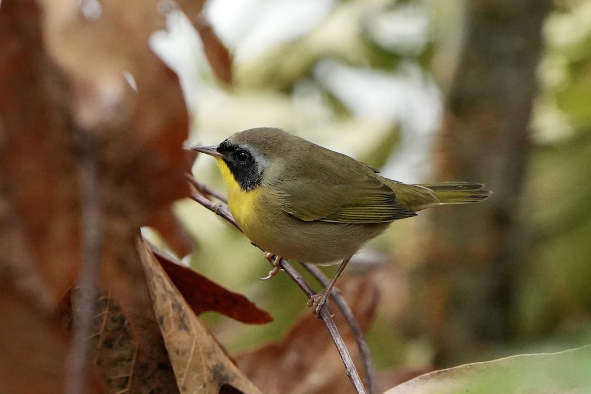 Common Yellowthroat - ML642786279