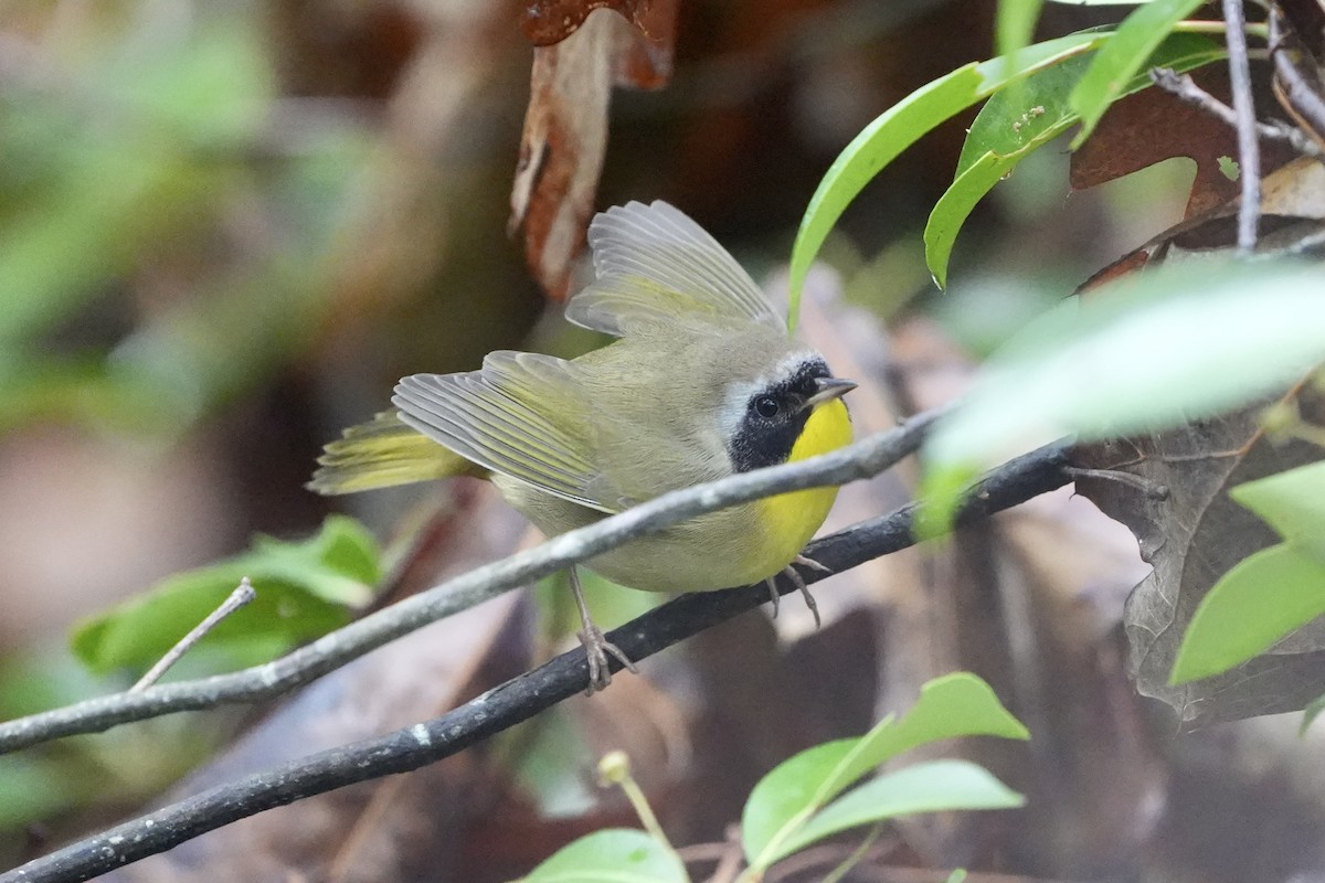 Common Yellowthroat - ML642786280