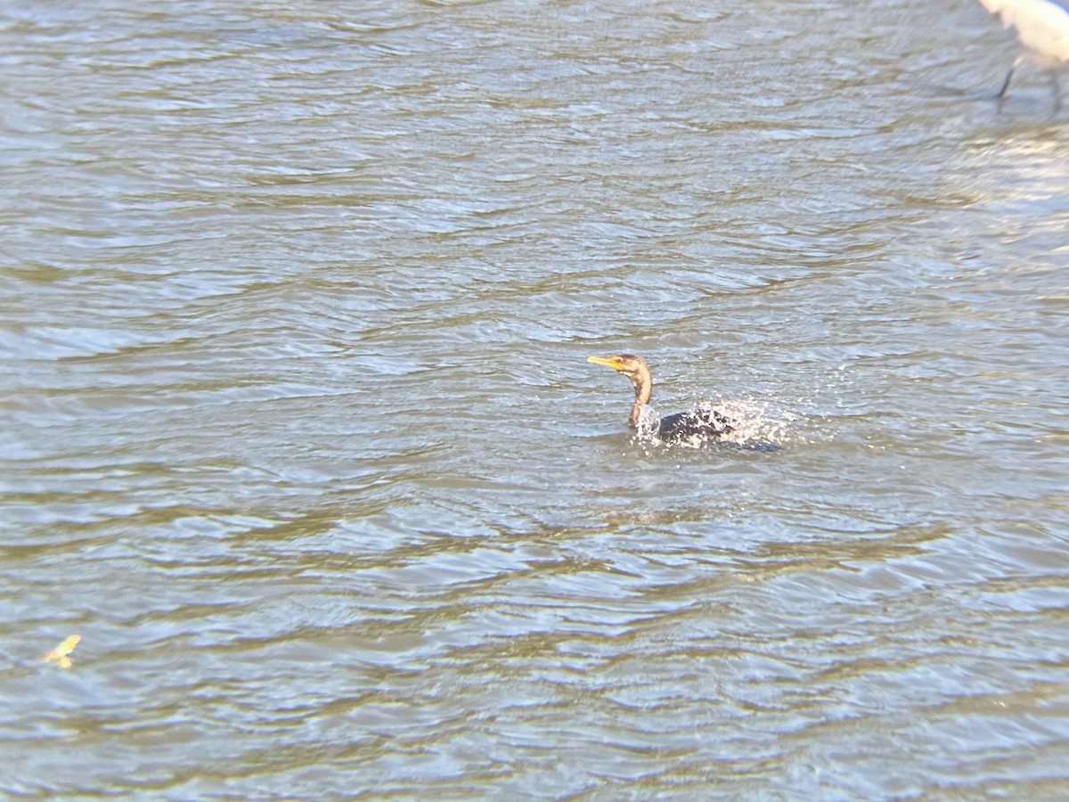 Double-crested Cormorant - ML642786287